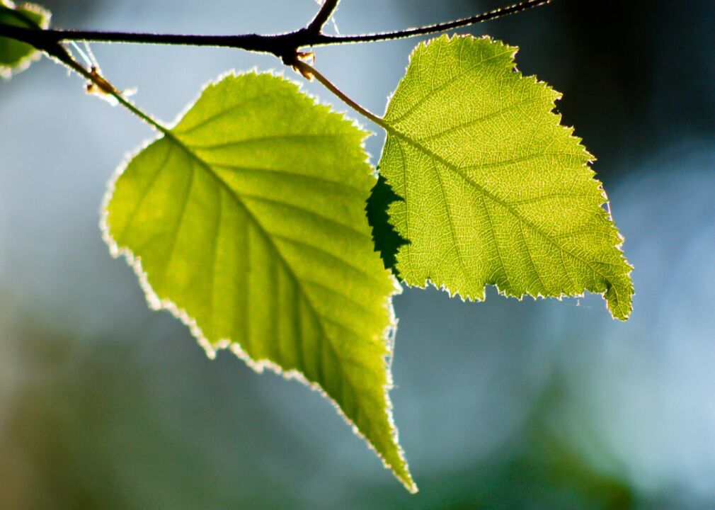 Quiz: Can you identify this tree from its leaf?